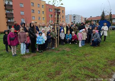 Trzy pamiątkowe platany na terenach SM Metalowiec w Kluczborku