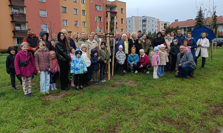 Trzy pamiątkowe platany na terenach SM Metalowiec w Kluczborku